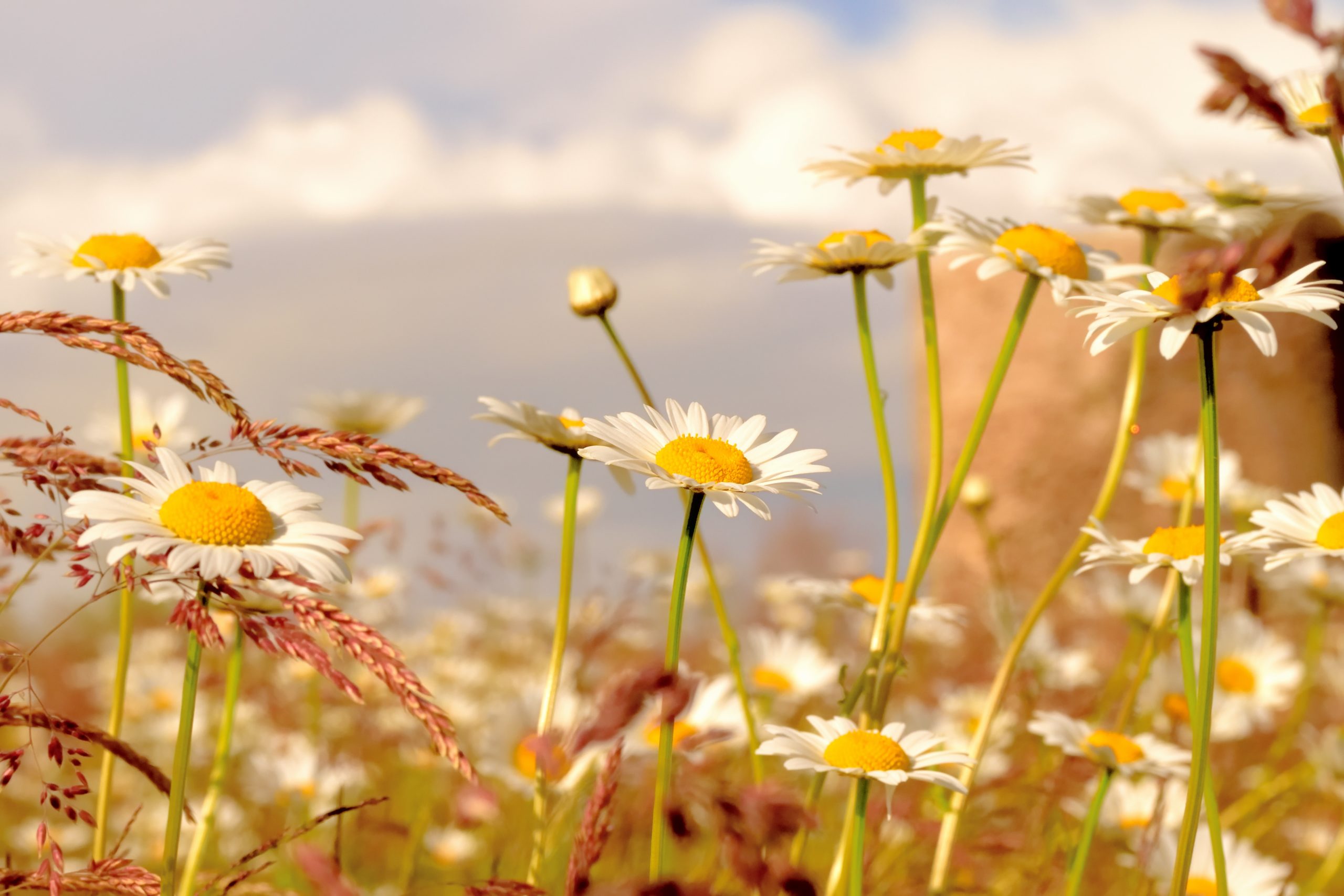 Champs de fleurs