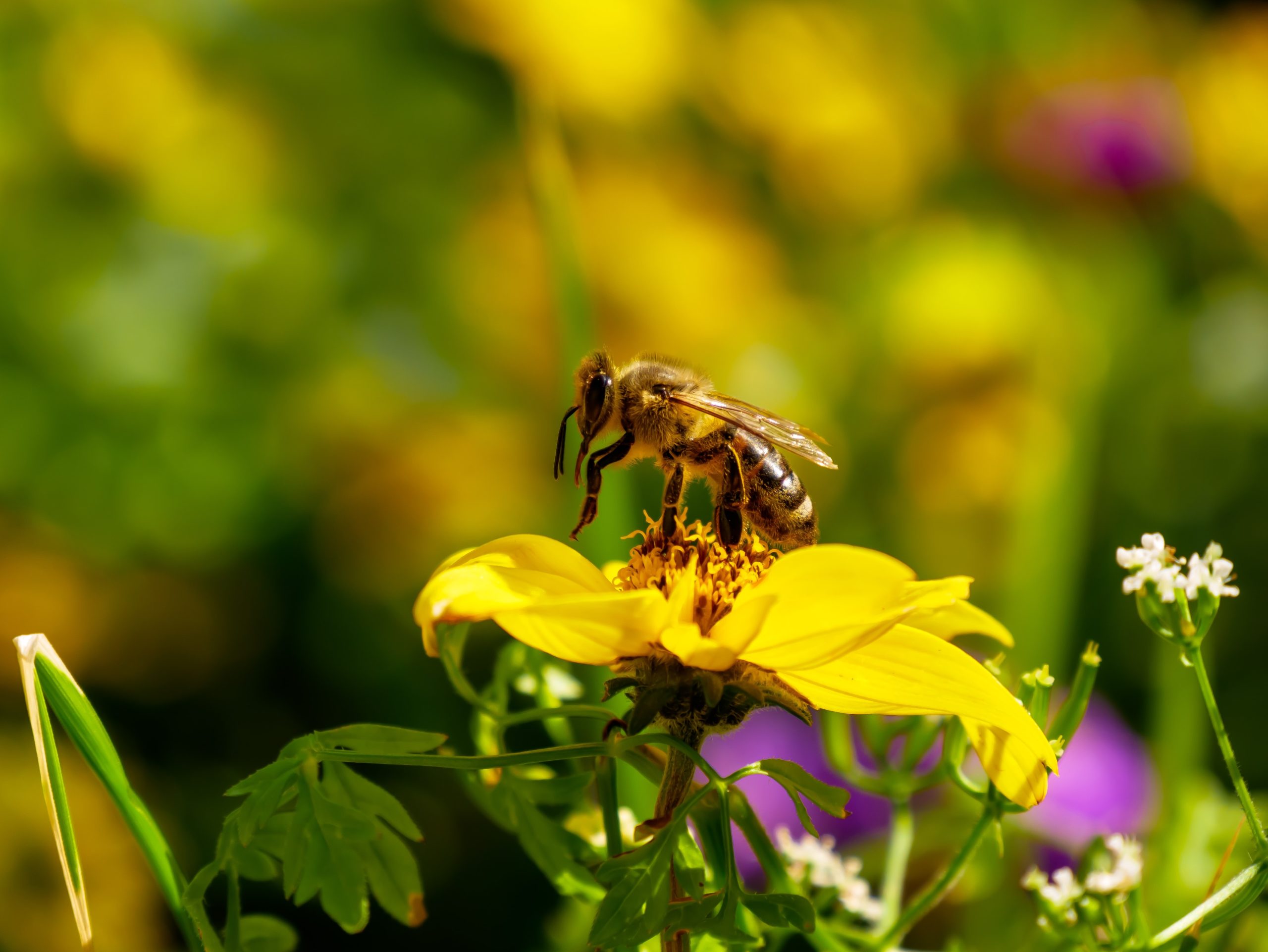 Abeille sur une fleur