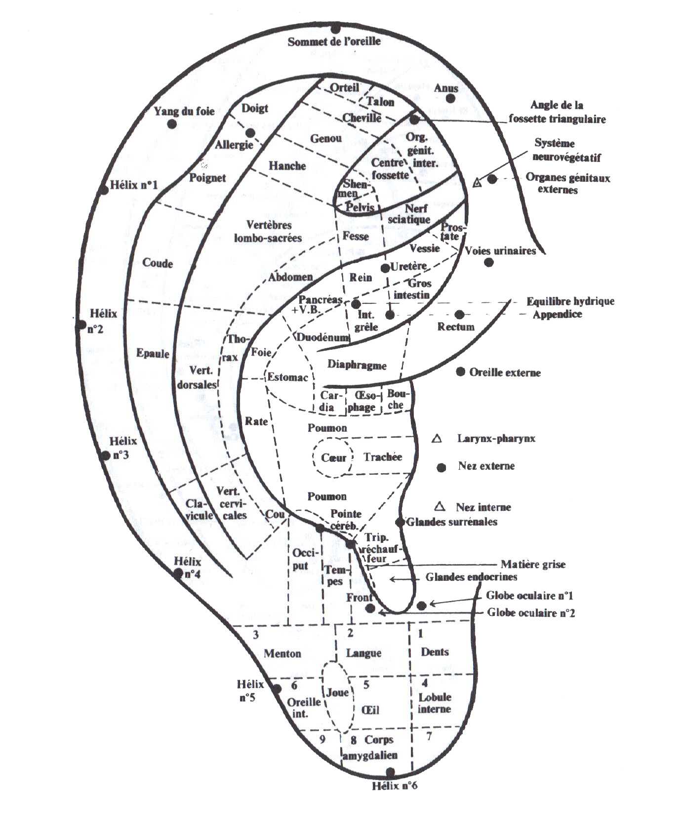 Carte oreille